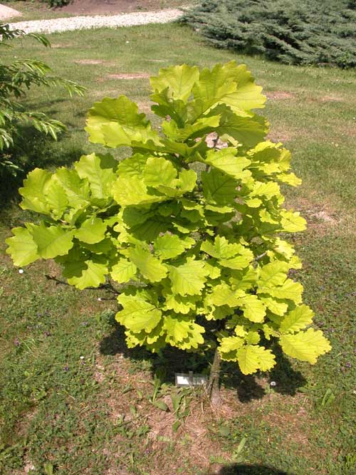 quercus dentata 01