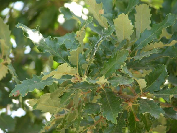 quercus faginea 01