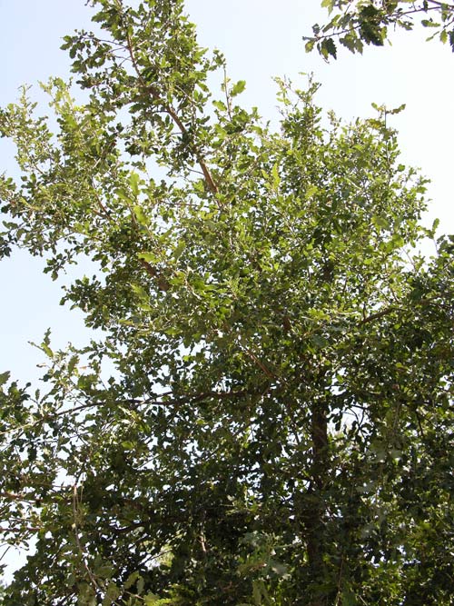 quercus faginea 02