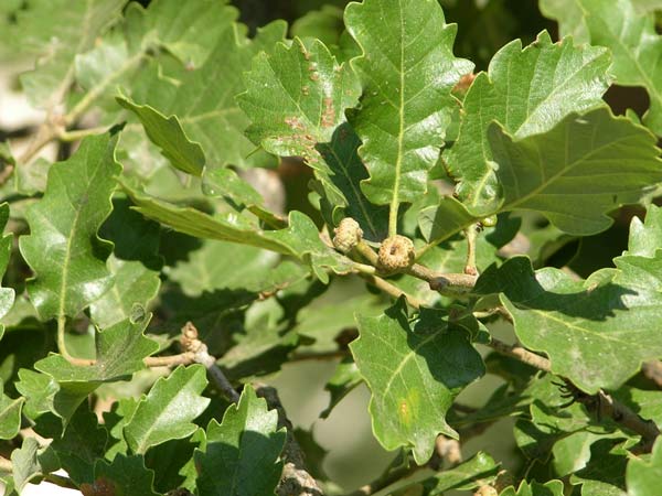 quercus faginea 03