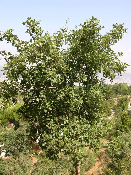 quercus faginea 04