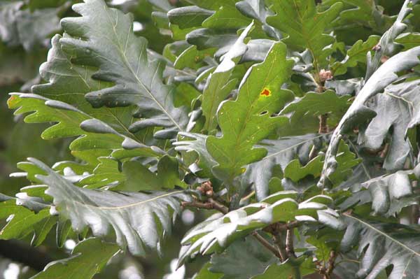 quercus frainetto 01