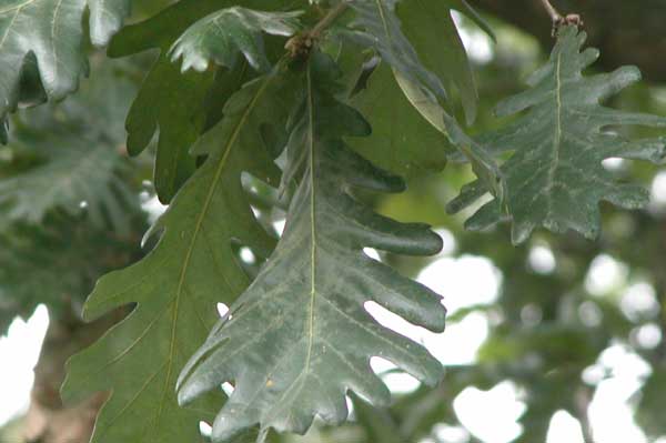 quercus frainetto 02
