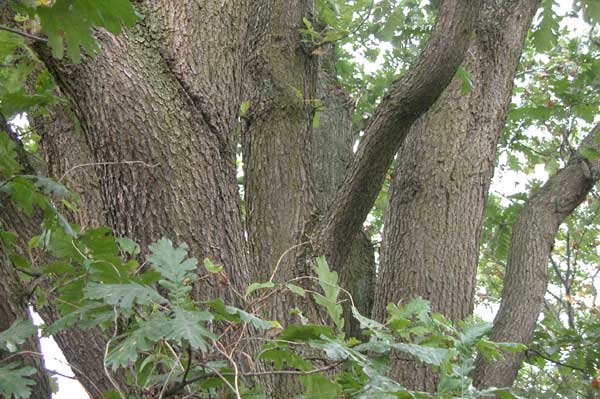 quercus frainetto 03