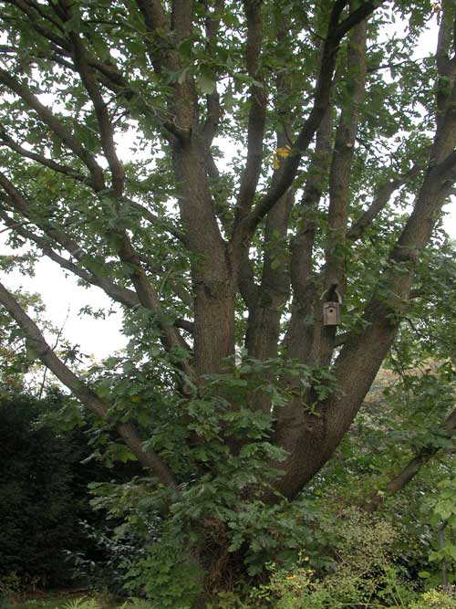 quercus frainetto 04
