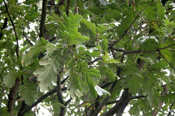 quercus frainetto 05