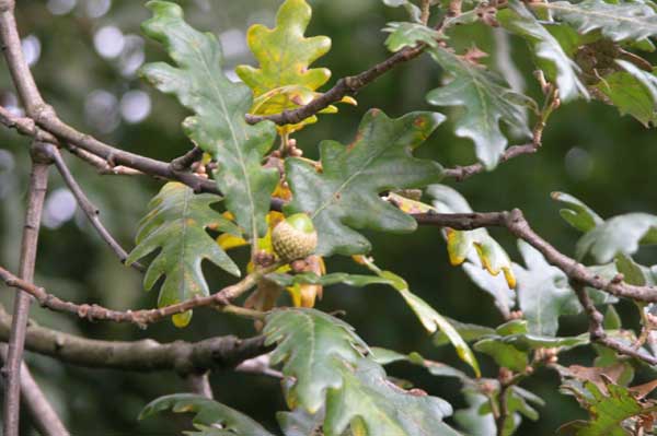 quercus frainetto 06