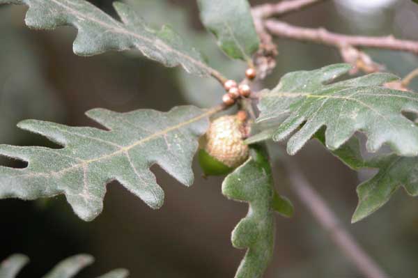 quercus frainetto 07