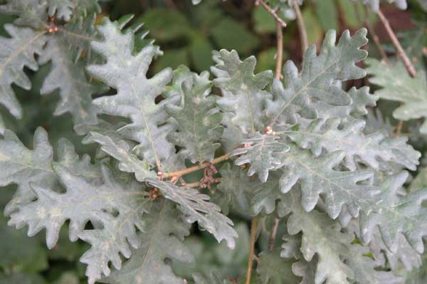 quercus frainetto 08