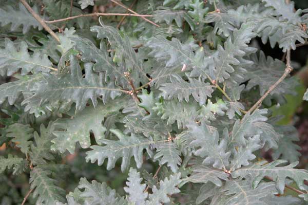 quercus frainetto 09