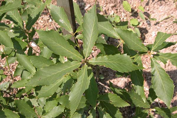 quercus glandulifera 02