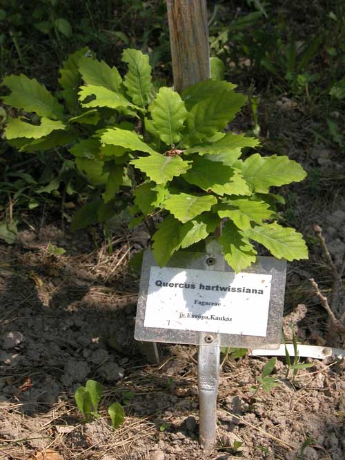 quercus hartwissiana 01