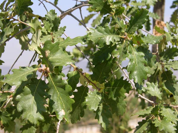 quercus humilis 01