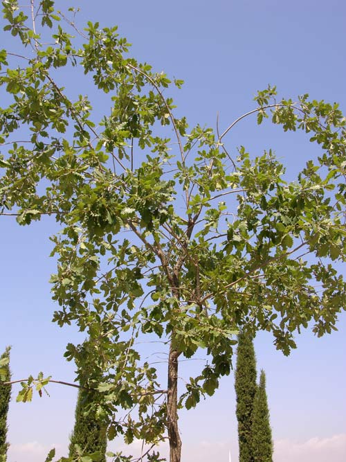 quercus humilis 02