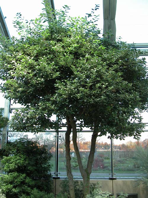 quercus ilex 01