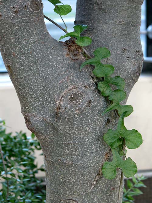 quercus ilex 02