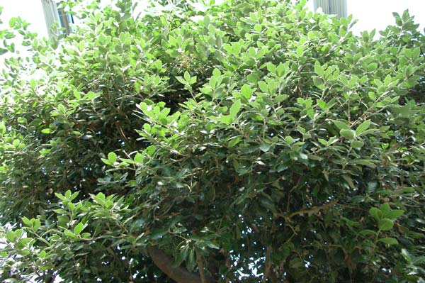 quercus ilex 03