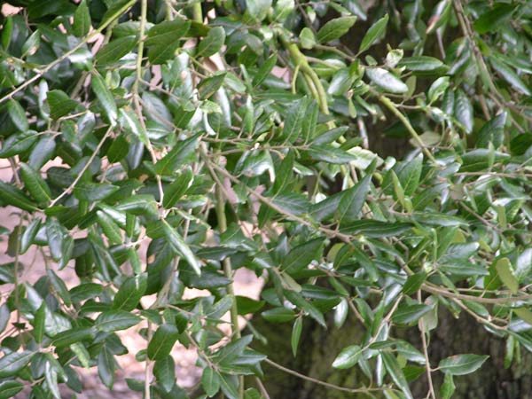 quercus ilex 04