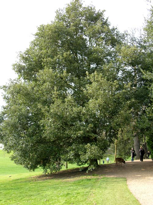 quercus ilex 05