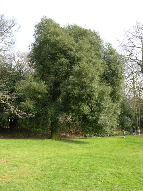 quercus ilex 06