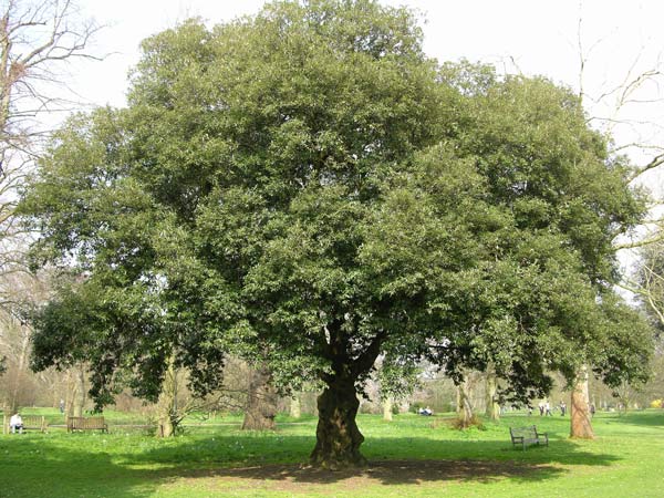 quercus ilex 07