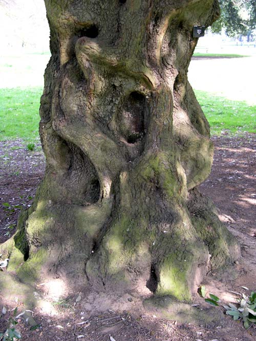 quercus ilex 08