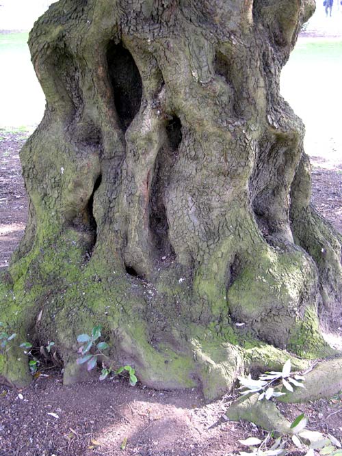 quercus ilex 09