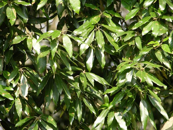 quercus ilex 10