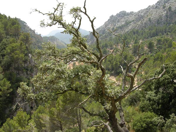 quercus ilex 11