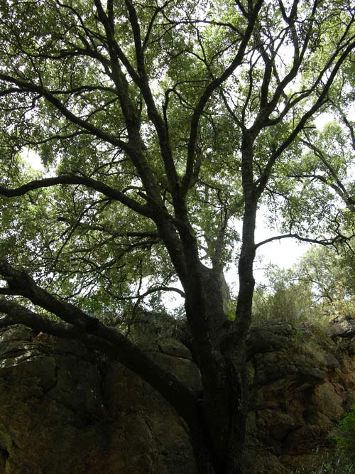 quercus ilex 12