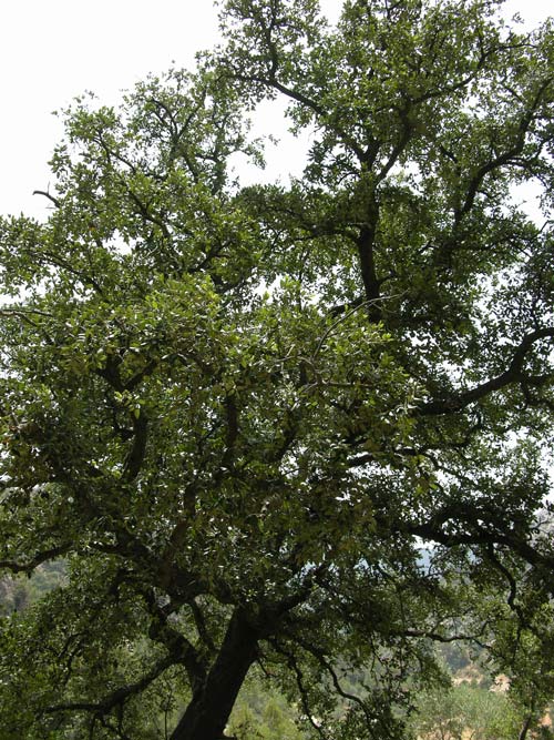 quercus ilex 13