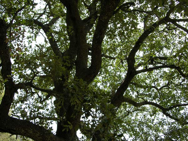 quercus ilex 14