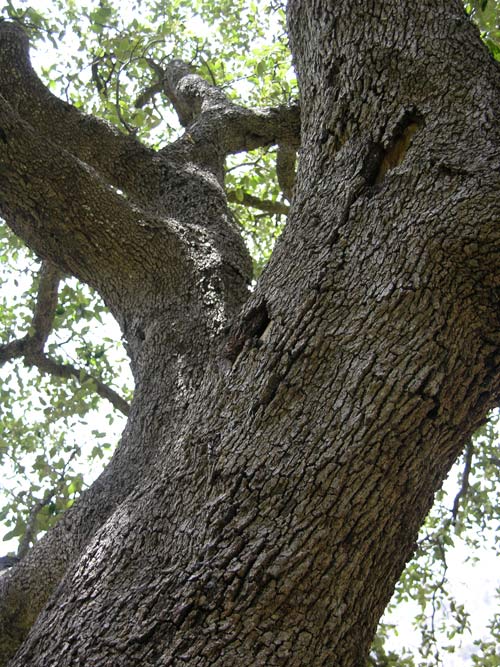 quercus ilex 15
