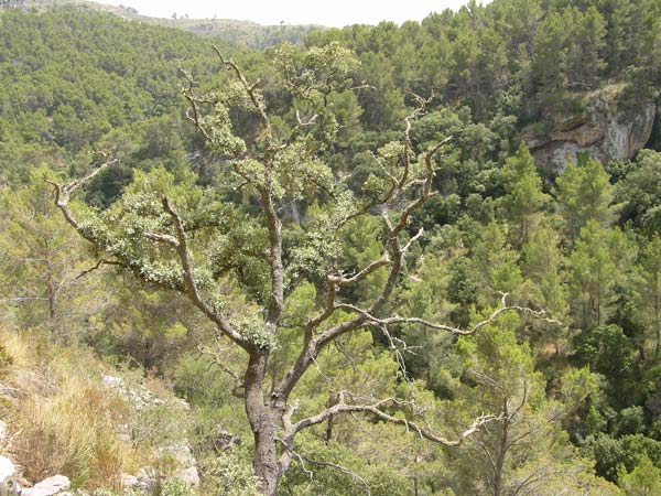 quercus ilex 16