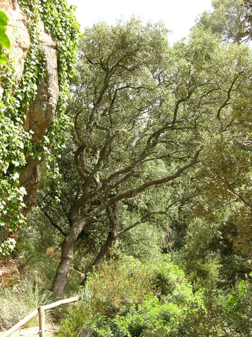 quercus ilex 17