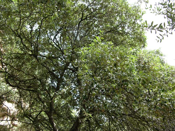 quercus ilex 18