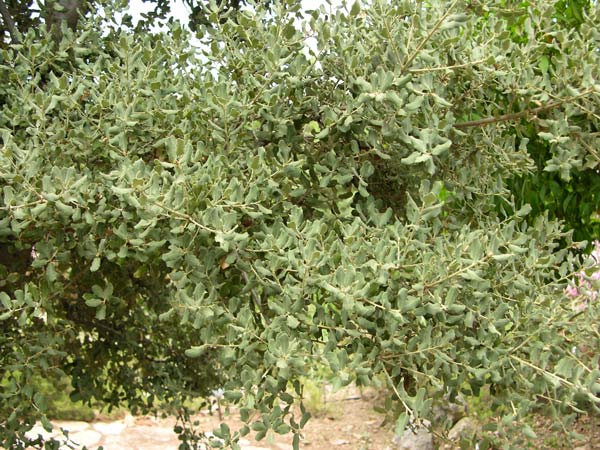 quercus ilex 19