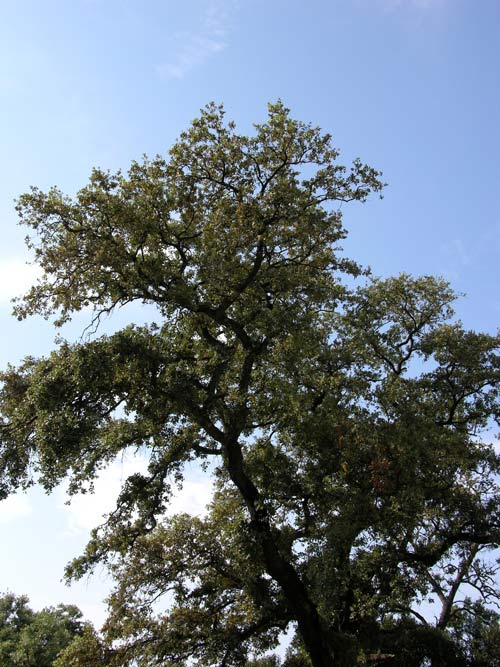 quercus ilex 21