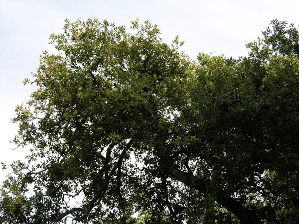 quercus ilex 22
