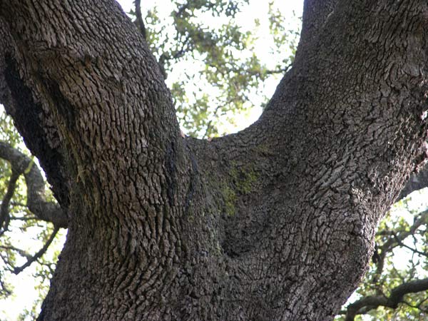 quercus ilex 23