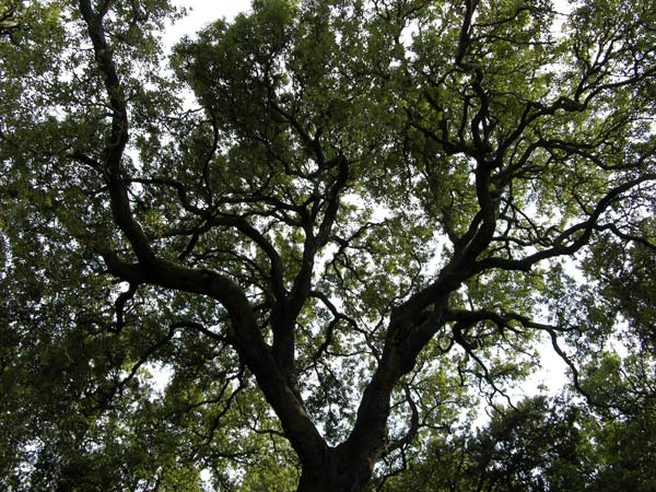 quercus ilex 24