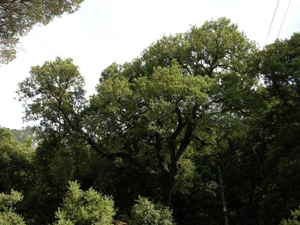 quercus ilex 25