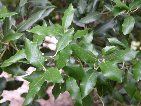 ssp ilex 01