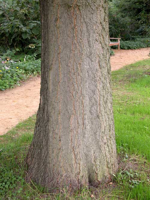 quercus imbricaria 01