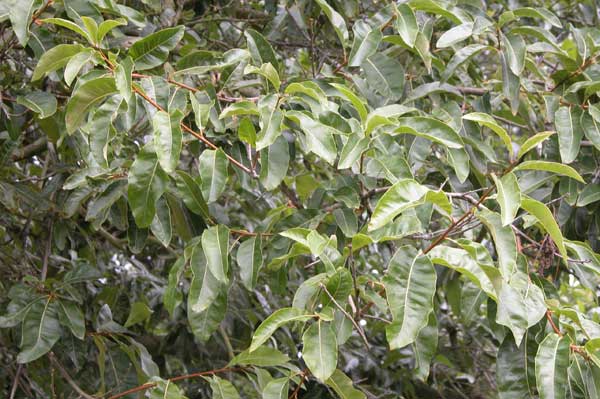 quercus imbricaria 02