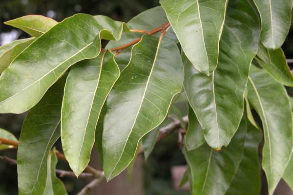 quercus imbricaria 03