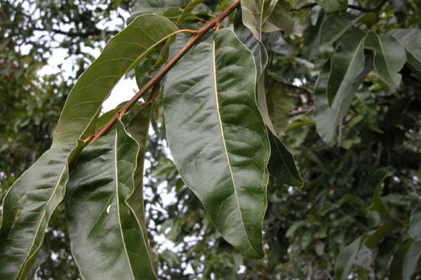 quercus imbricaria 04