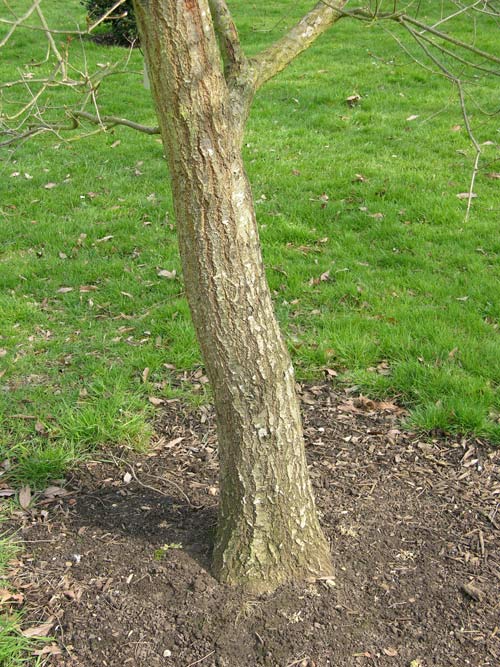 quercus languinosa 1
