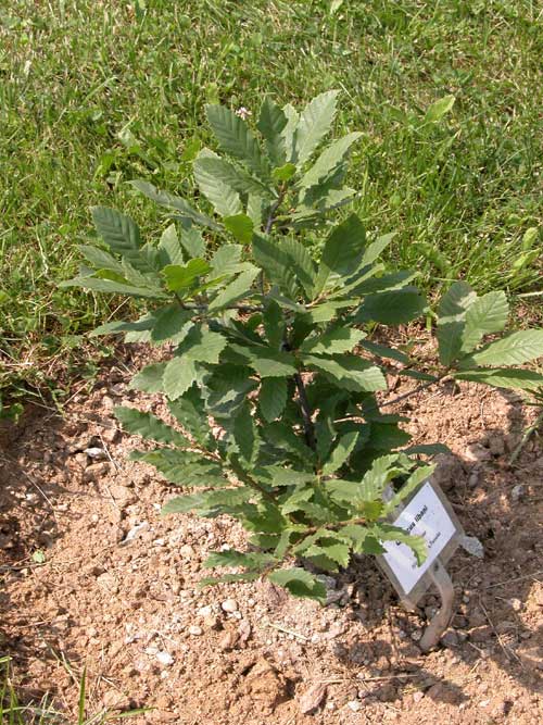 quercus libani 01