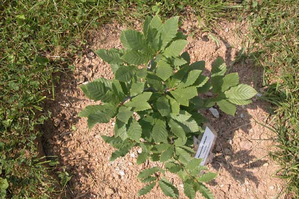 quercus libani 02